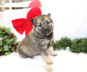 Norwegian Elkhound-Siberian Husky Mix Puppy for sale in SHILOH, OH, USA