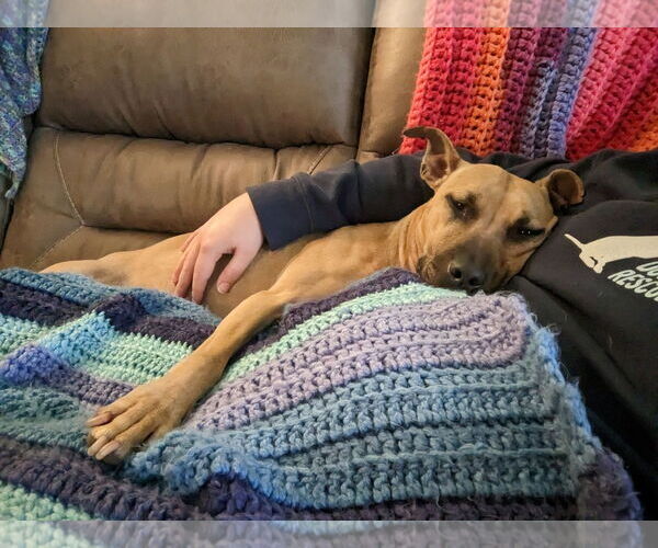 Medium Photo #4 American Staffordshire Terrier-Unknown Mix Puppy For Sale in Arlington, VA, USA