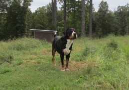 Medium Photo #5 Greater Swiss Mountain Dog Puppy For Sale in CLINTON, AR, USA