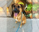 Small #2 German Shepherd Dog Mix