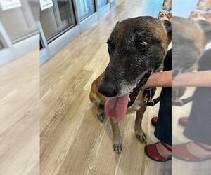 Mutt Dogs for adoption in Pearland, TX, USA