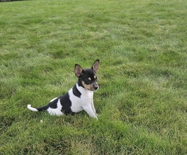 Medium Photo #9 Rat Terrier Puppy For Sale in ELLENSBURG, WA, USA