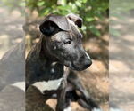 Small #2 American Pit Bull Terrier-Labrador Retriever Mix