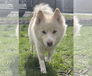 Unknown-pomeranian spitz Mix Dogs for adoption in Aurora, IL, USA