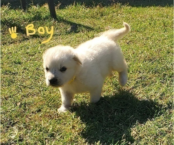 Medium Photo #5 Great Pyrenees Puppy For Sale in AGRA, OK, USA