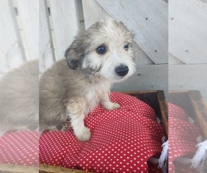 Bichon Frise-Miniature Australian Shepherd Mix Puppy for sale in CANON CITY, CO, USA