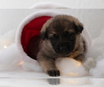 Small Photo #4 German Shepherd Dog Puppy For Sale in AUBURN, KY, USA
