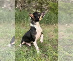 Small #1 Chihuahua Mix