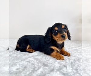 Dachshund Puppy for sale in GREENFIELD, IN, USA