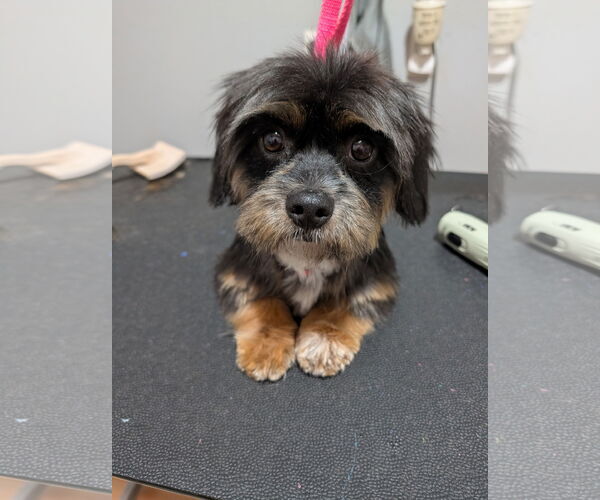 Medium Photo #2 Shih Tzu-Unknown Mix Puppy For Sale in Omaha, NE, USA