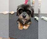 Small #1 Shih Tzu Mix