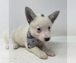 Small Photo #5 Imo-Inu Puppy For Sale in MONCLOVA, OH, USA