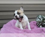 Small Photo #4 French Bulldog Puppy For Sale in LIBERTY, KY, USA