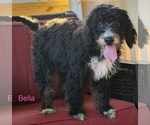 Small #2 Bernedoodle (Miniature)