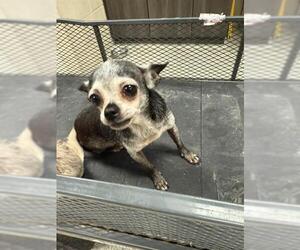 Chihuahua-Unknown Mix Dogs for adoption in Conroe, TX, USA