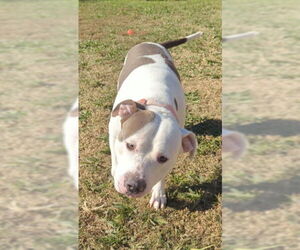 Mutt Dogs for adoption in Plano, TX, USA