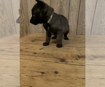 Puppy Yellow Belgian Malinois