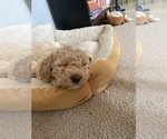 Small Photo #6 Goldendoodle (Miniature) Puppy For Sale in GRESHAM, OR, USA