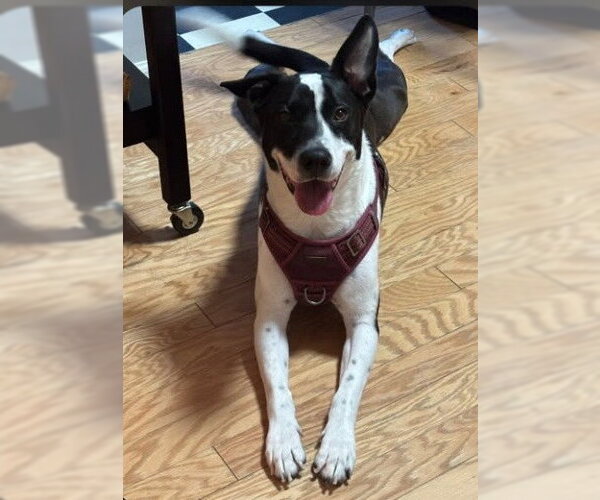Medium Photo #1 Border Collie-Unknown Mix Puppy For Sale in Camden, SC, USA