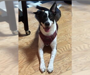 Border Collie-Unknown Mix Dogs for adoption in Camden, SC, USA
