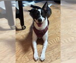 Small Border Collie Mix