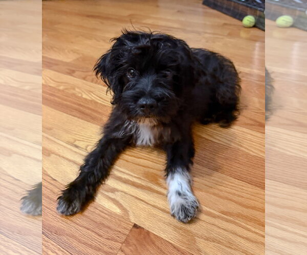 Medium Photo #2 Mutt Puppy For Sale in Morganville, NJ, USA