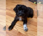 Small #1 Mutt