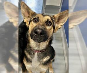 German Shepherd Dog Dogs for adoption in Visalia, CA, USA
