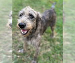 Small Photo #2 Mutt Puppy For Sale in Conway, AR, USA