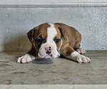 Small #3 Olde English Bulldogge