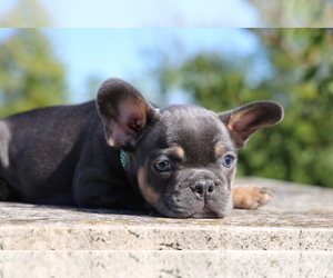 French Bulldog Puppy for sale in ERIAL, NJ, USA