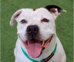 Small #4 American Staffordshire Terrier