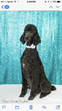 Medium Photo #1 Poodle (Standard) Puppy For Sale in WASHINGTON, OK, USA