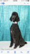 Small Photo #1 Poodle (Standard) Puppy For Sale in WASHINGTON, OK, USA