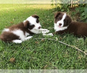 Border Collie Puppy for Sale in RIO VISTA, California USA