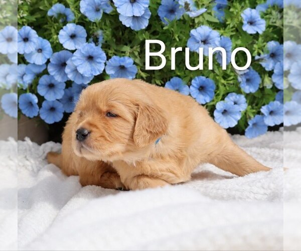 Medium Photo #47 Golden Retriever Puppy For Sale in LOYAL, WI, USA