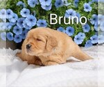 Small #4 Golden Retriever