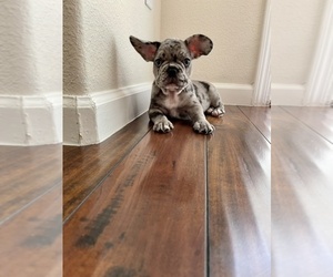 French Bulldog Puppy for sale in VALLEJO, CA, USA