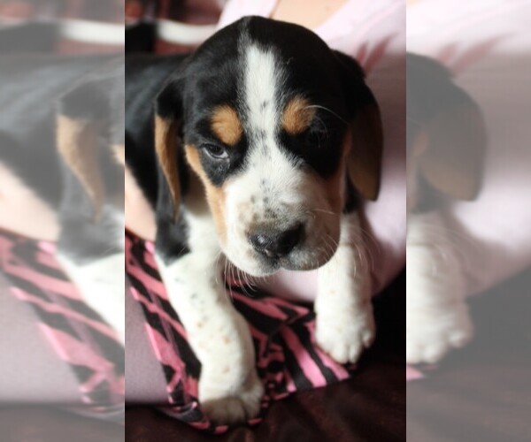 Medium Photo #1 Beagle Puppy For Sale in LINDEN, PA, USA