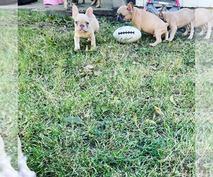 French Bulldog Puppy for sale in FORT WORTH, TX, USA