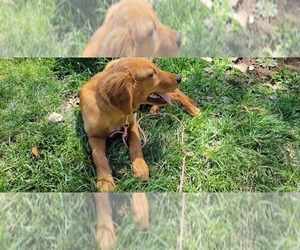 Golden Retriever Puppy for sale in LEON, KS, USA