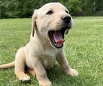 Puppy Candy Labrador Retriever