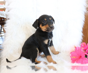Bluetick Coonhound-Labrador Retriever Mix Puppy for sale in SHILOH, OH, USA