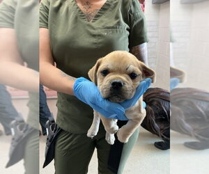 Mutt Dogs for adoption in San Bernardino, CA, USA