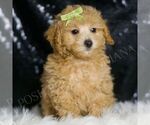 Small Photo #69 Maltipoo (Miniature) Puppy For Sale in WARSAW, IN, USA