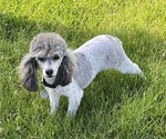 Small Poodle (Miniature)