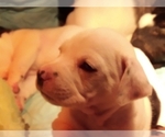 Small Photo #90 American Pit Bull Terrier-Labrador Retriever Mix Puppy For Sale in MOORESBORO, NC, USA