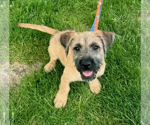 Mutt Dogs for adoption in Gilberts, IL, USA