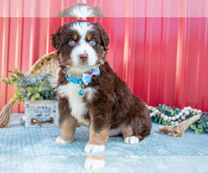 Miniature Australian Shepherd Litter for sale in MILLERSBURG, OH, USA