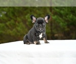 Puppy Fred French Bulldog